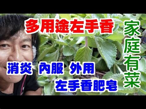 左手香可以放室內嗎|左手香可以放在室內嗎？新手必學多肉植物養護指南